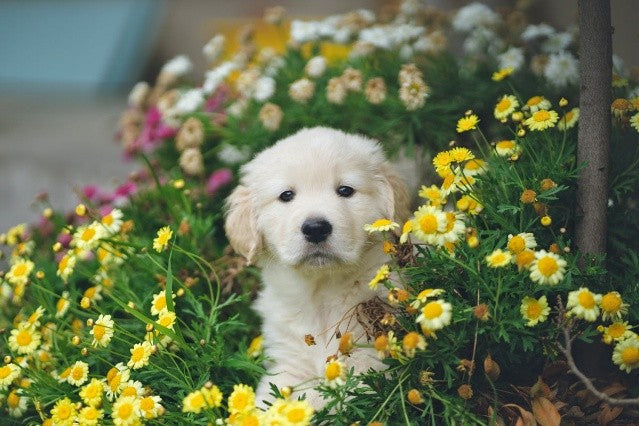 Dog Rocks: Who Can Benefit from Using Them?