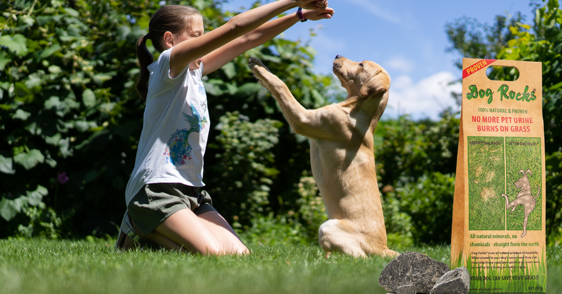 Spring Lawn Care for Dog Owners!