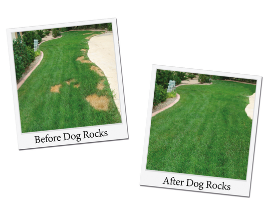 The Solution to your Yellow Lawn Spots: The all-natural product your dog needs