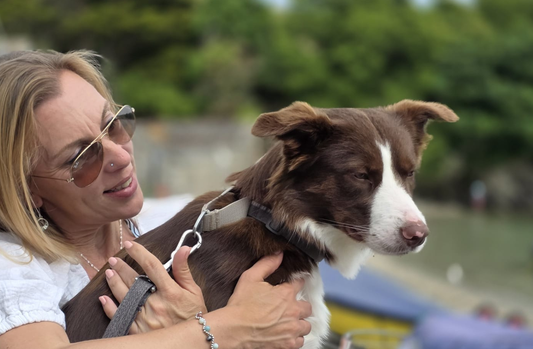 How to train a puppy - a beginners guide