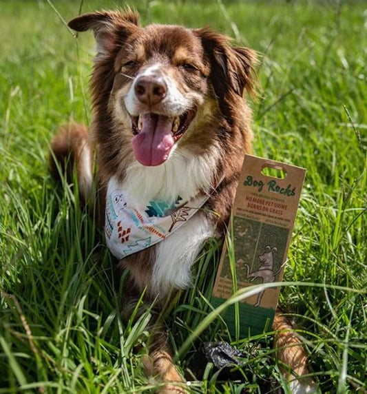 Urinary Tract Health for Dogs