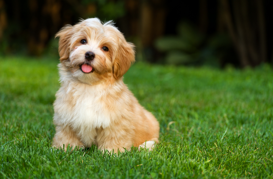 How to Stop Your Dog Barking