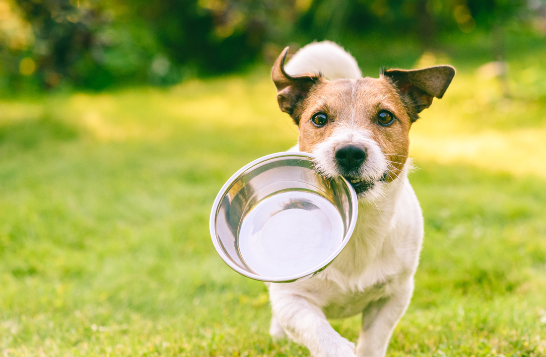 How to feed your dog
