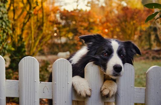 Why Do Dogs Dig