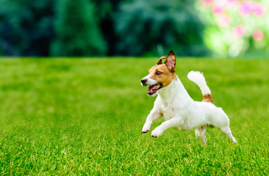 Why dogs eat grass