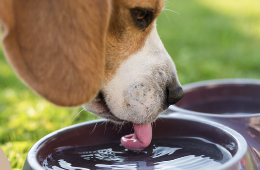 Why dogs lick