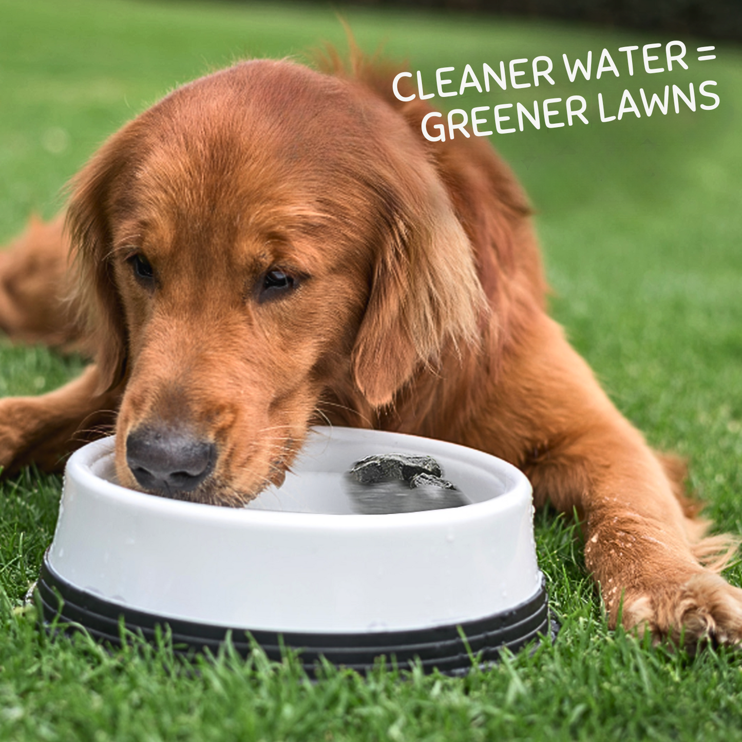 200g Grass Seed & 200g Pack Of Dog Rocks - Prevent & Cure Pet Pee Yellow Burn Spots On Grass!